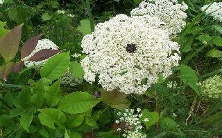 Wild Carrot Flower With Dot in Middle