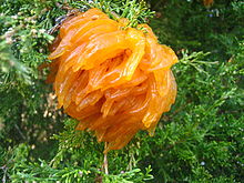 220px-Cedar-apple_rust_2.jpg