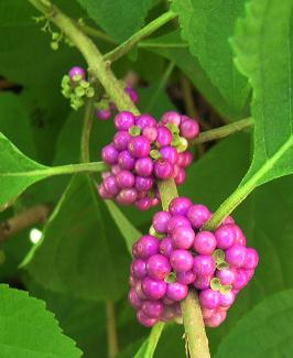 beautyberry