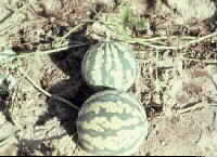 wild watermelon