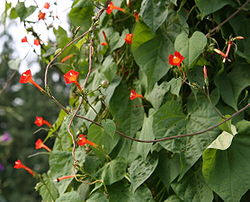 red morning glory