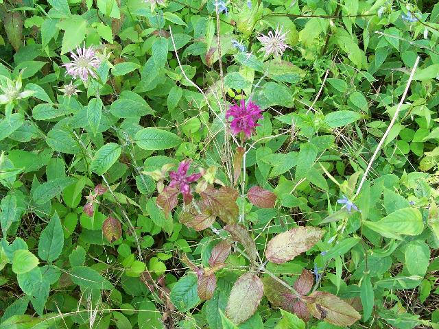 purple beebalm