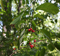 Carolina Allspice