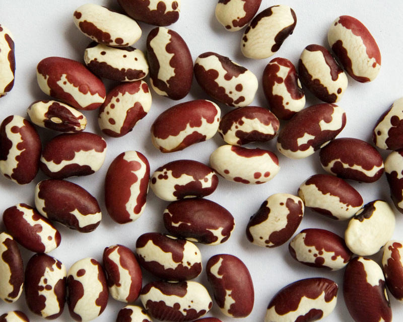 anasazi beans