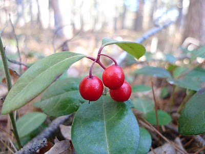 teaberries